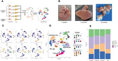 The single-cell landscape of cystic echinococcosis in different stages provided insights into endothelial and immune cell heterogeneity